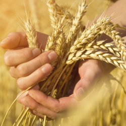 A Global Harvest of Faith